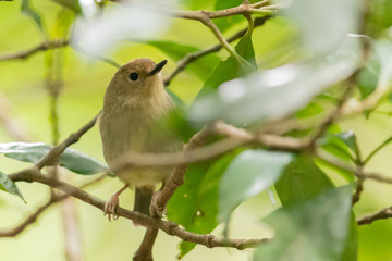 Large Billed Scrubwren in Australia
