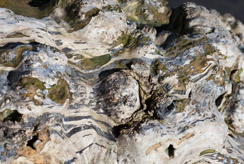 Driftwood 2