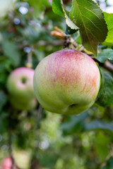 healthy apple on the tree