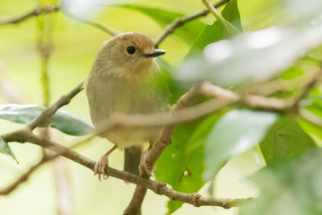 Large Billed Scrubwren in Australia