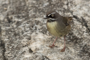 White Throated Scrubwren in Australia