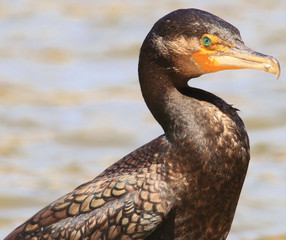 Black Shag Great Cormorant in Australasia