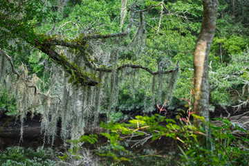 Fototapeta premium tree in forest