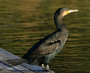 Black Shag Great Cormorant in Australasia