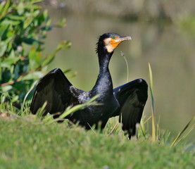 Black Shag Great Cormorant in Australasia