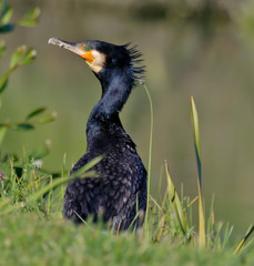 Black Shag Great Cormorant in Australasia