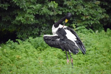 The Saddle-Billed Stork or Saddlebill (Ephippiorhynchus Senegalensis), is a large wading bird in the stork family, Ciconiidae.