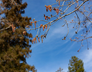 Poplar catkins, poplar tree, catkins, blue sky,