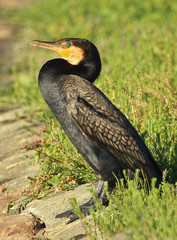 Black Shag Great Cormorant in Australasia