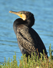 Black Shag Great Cormorant in Australasia
