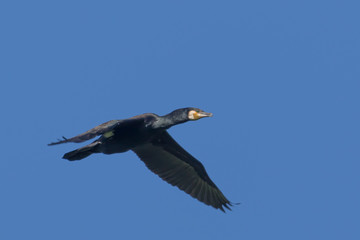 Fototapeta na wymiar Black Shag Great Cormorant in Australasia