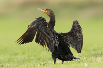 Black Shag Great Cormorant in Australasia