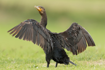 Black Shag Great Cormorant in Australasia