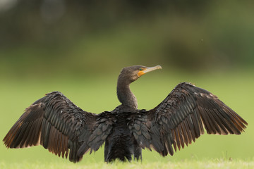 Black Shag Great Cormorant in Australasia
