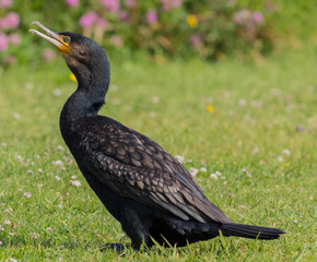 Black Shag Great Cormorant in Australasia
