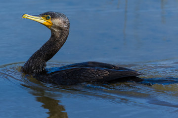 Black Shag Great Cormorant in Australasia