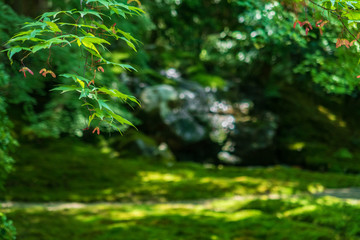 Obraz na płótnie Canvas Refreshing summer in Kyoto,Japan
