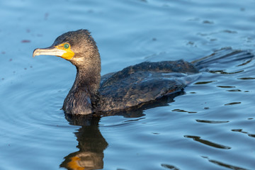 Black Shag Great Cormorant in Australasia