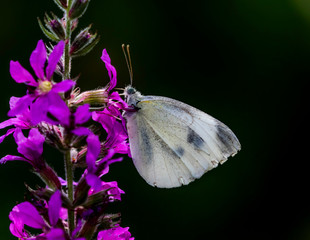 cabbage butterfly moth  on flower