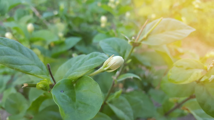 asmine flower in the morning with white and fragrant petals