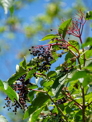 Plant elderberry fruit