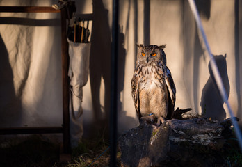 Bubo bubo (Bufo-real) domestic hunting bird, resting at the hunter tent.