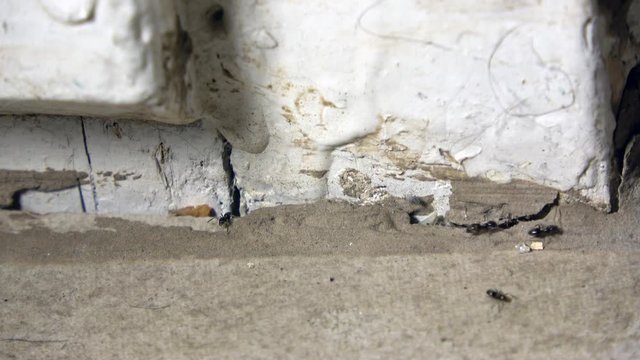  Small black ants crawling along a filthy cracked white wall