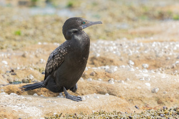 Fototapeta premium Little Black Shag Cormorant in Australasia