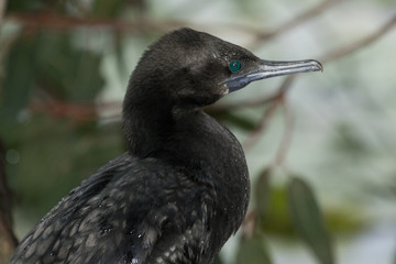 Obraz premium Little Black Shag Cormorant in Australasia