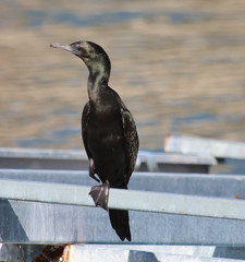 Little Black Shag Cormorant in Australasia