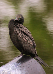 Little Black Shag Cormorant in Australasia