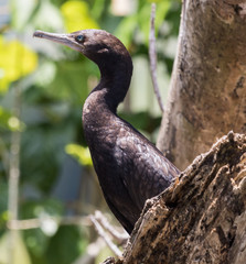 Fototapeta premium Little Black Shag Cormorant in Australasia