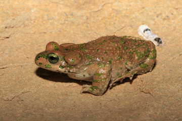 crapaud de Brongersmai bufo brongersmai au maroc dans l'atlas en altitude