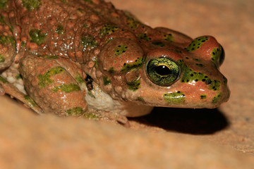 crapaud de Brongersmai bufo brongersmai au maroc dans l'atlas en altitude