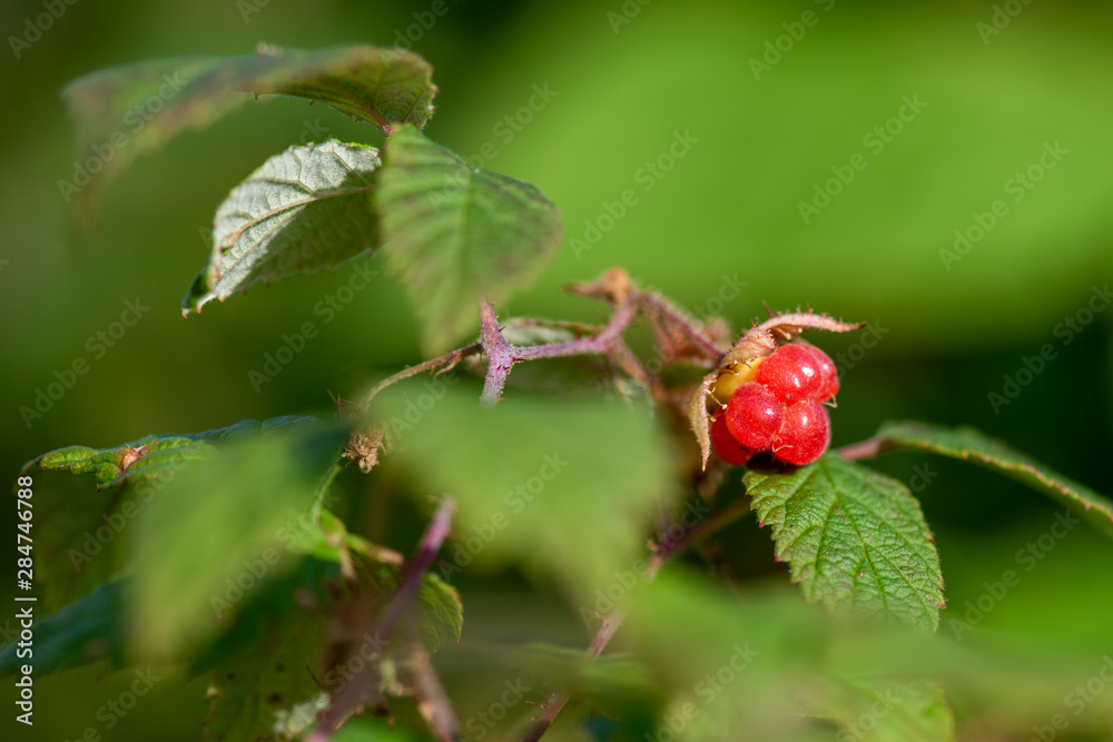 Wall mural red berries on a branch