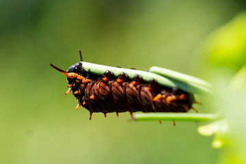 Polydamas Swallowtail Butterfly (Battus polydamas) caterpillar
