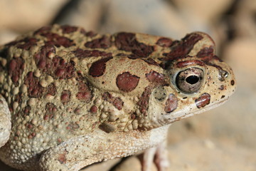 Détail crapaud de mauretanie  bufo mauritanicus au maroc