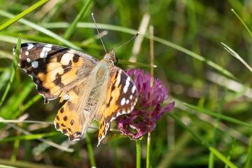 Obraz premium butterfly on a flower