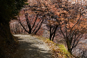 桜咲く吉野山の散歩道