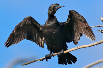 Little Black Shag Cormorant in Australasia