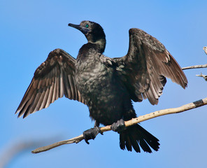 Little Black Shag Cormorant in Australasia