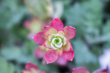 Fototapeta premium Cactus leaves that resemble a flower