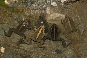 Groupe de discoglosse peint scovazzii  discoglossus pictus atlas maroc en altitude