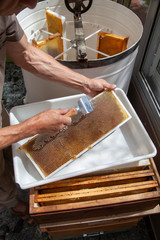 Apiculture - extraction du miel - désoperculation d'un cadre