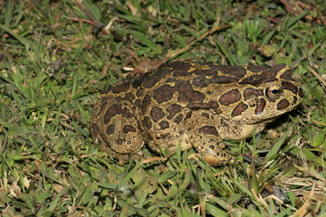 crapaud de mauretanie  bufo mauritanicus au maroc