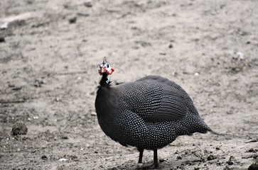 Guineafowl (Numida Meleagris) sometimes called pet speckled hen, or original fowl, are birds of the...