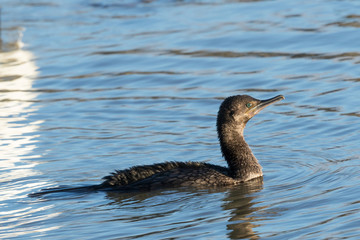 Little Black Shag Cormorant in Australasia