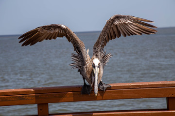 Pelican taking off