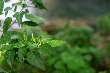 Fototapeta na wymiar Green chili peppers on the tree in the garden