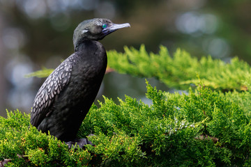 Little Black Shag Cormorant in Australasia